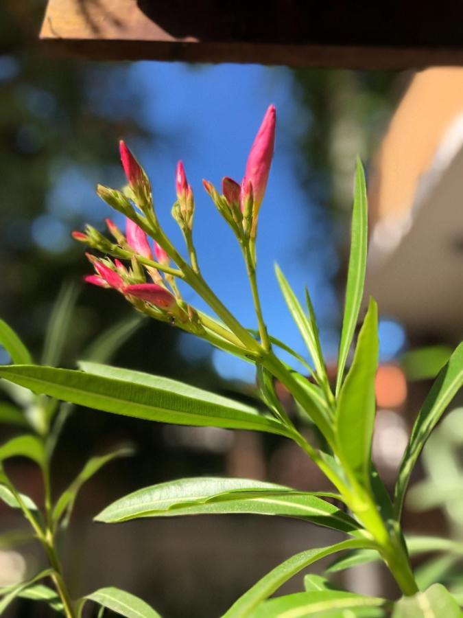 Refugio Hostel Fortaleza エクステリア 写真